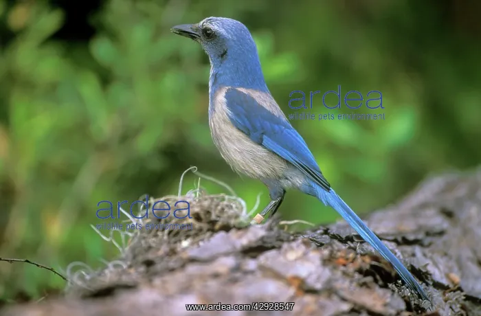 : Florida Scrub JAY - side view : Florida Scrub JAY - side view