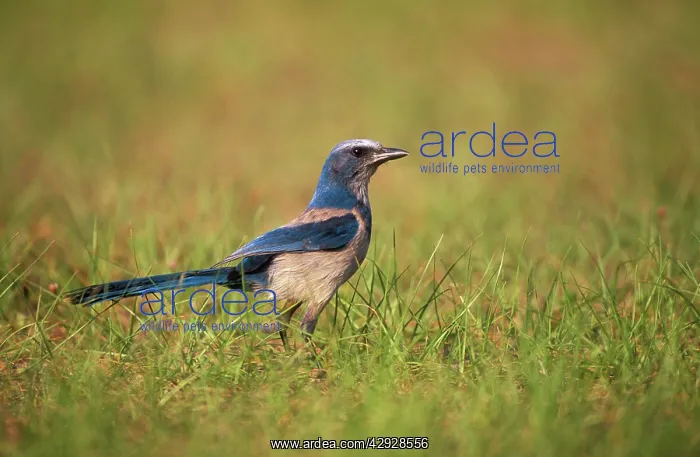 : Florida Scrub JAY - side view, in grassland : Florida Scrub JAY - side view, in grassland