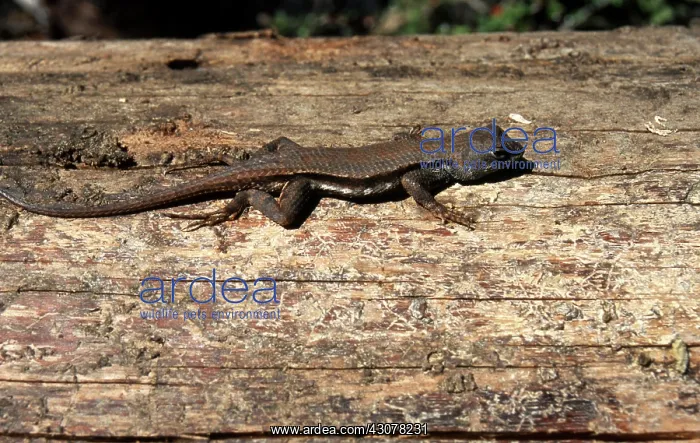 : Florida Scrub Lizard : Florida Scrub Lizard