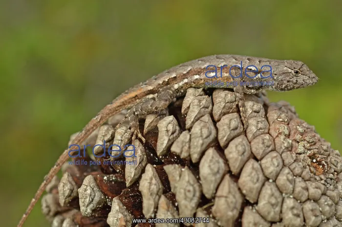 : Florida Scrub Lizard
