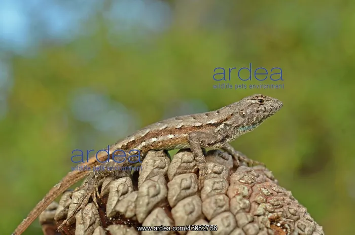 : Florida Scrub Lizard : Florida Scrub Lizard