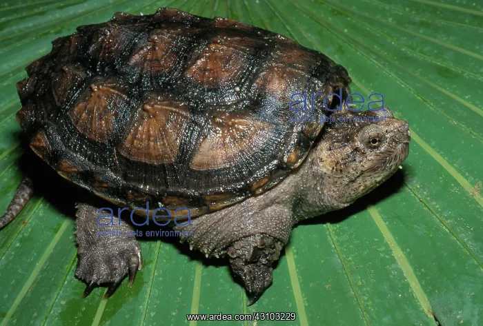 : Florida Snapping Turtle : Florida Snapping Turtle