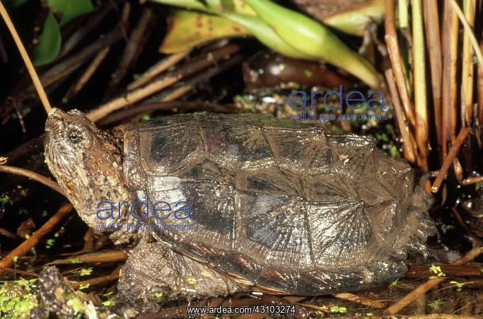 : Florida Snapping Turtle : Florida Snapping Turtle