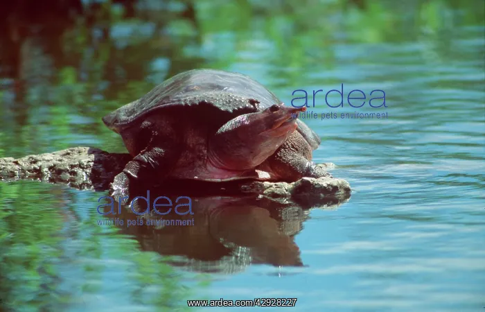 : Florida Softshell Turtle : Florida Softshell Turtle
