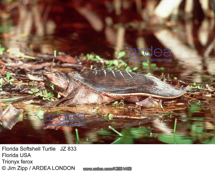 : Florida Softshell Turtle : Florida Softshell Turtle