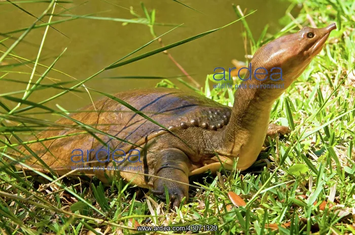 : Florida Softshell Turtle : Florida Softshell Turtle