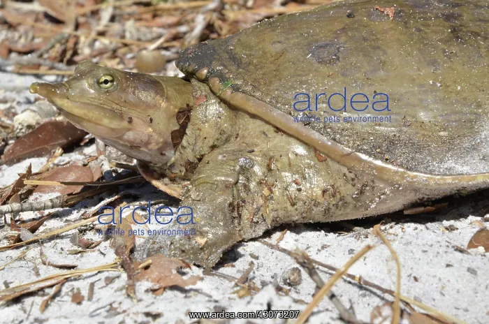 : Florida Softshell Turtle : Florida Softshell Turtle
