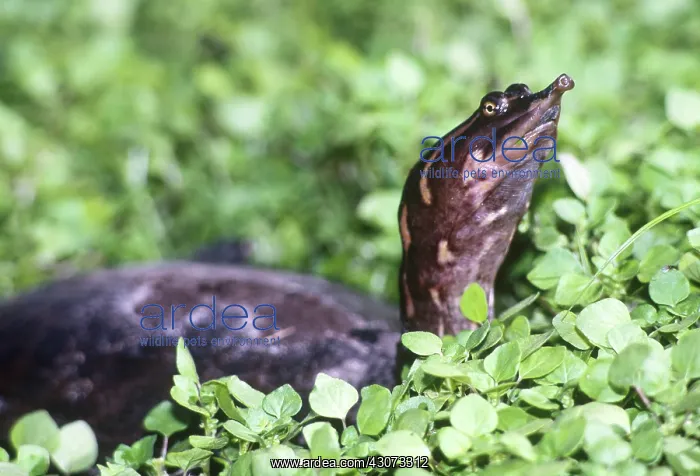 : Florida Softshell Turtle : Florida Softshell Turtle