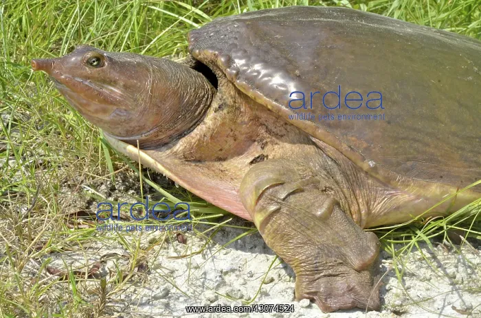 : Florida Softshell Turtle : Florida Softshell Turtle