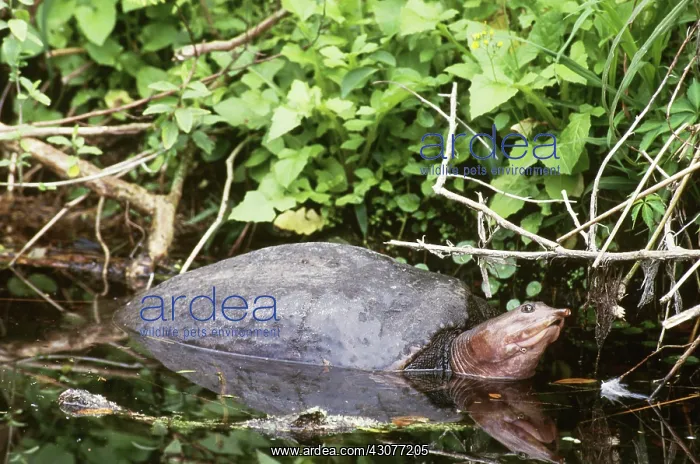 : Florida Softshell Turtle : Florida Softshell Turtle