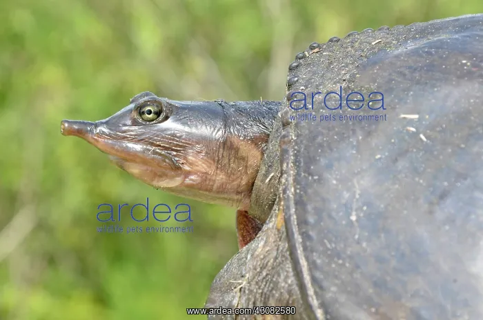 : Florida Softshell Turtle : Florida Softshell Turtle