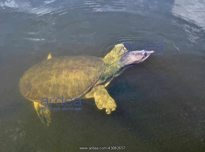 : Florida Softshell Turtle : Florida Softshell Turtle