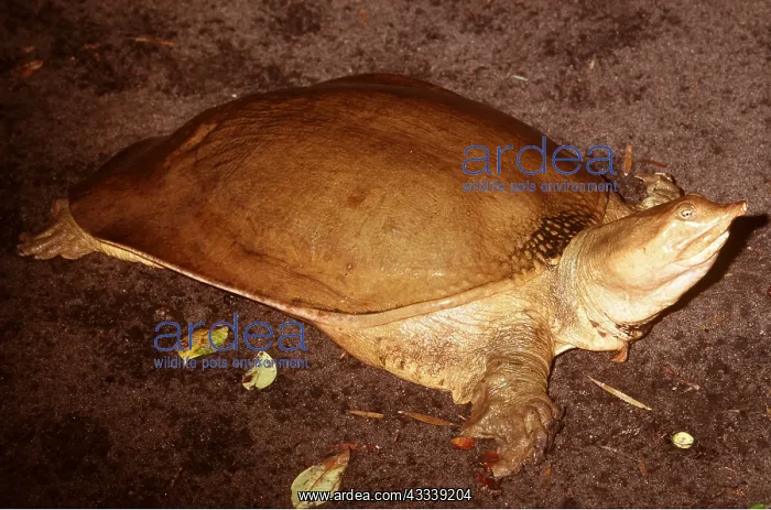 : Florida Softshell Turtle : Florida Softshell Turtle