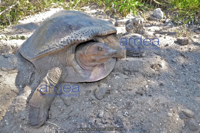 : Florida Softshell Turtle Nesting : Florida Softshell Turtle Nesting