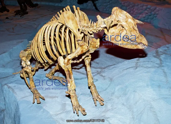: Florida Tapir Fossil : Florida Tapir Fossil
