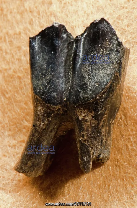 : Florida Tapir Fossil Tooth : Florida Tapir Fossil Tooth