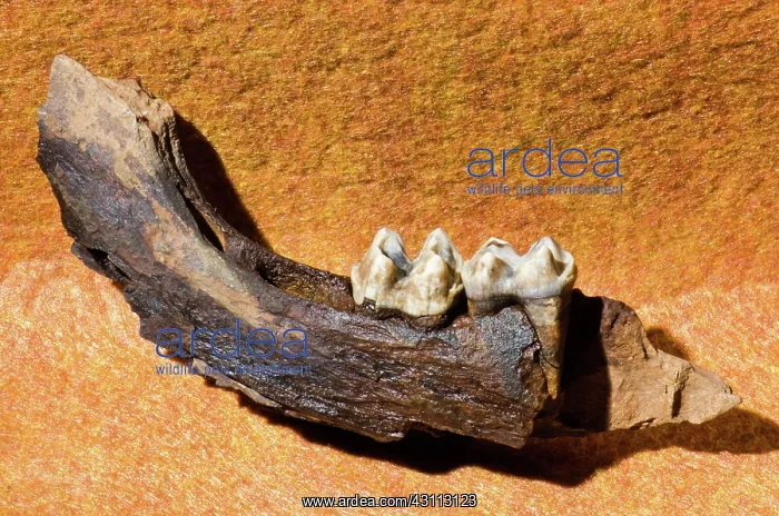 : Florida Tapir Jaw and Teeth Fossil : Florida Tapir Jaw and Teeth Fossil
