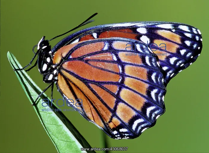 : Florida Viceroy : Florida Viceroy