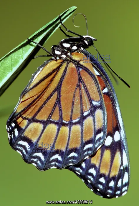 : Florida Viceroy : Florida Viceroy
