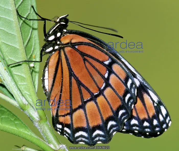 : Florida Viceroy : Florida Viceroy