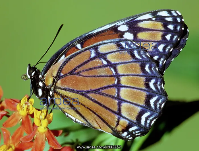 : Florida Viceroy : Florida Viceroy