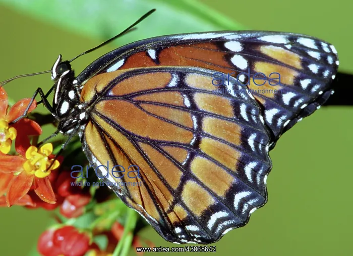 : Florida Viceroy : Florida Viceroy