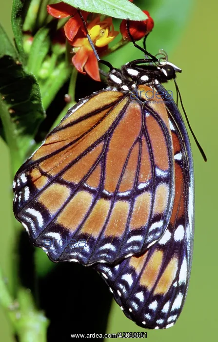 : Florida Viceroy : Florida Viceroy