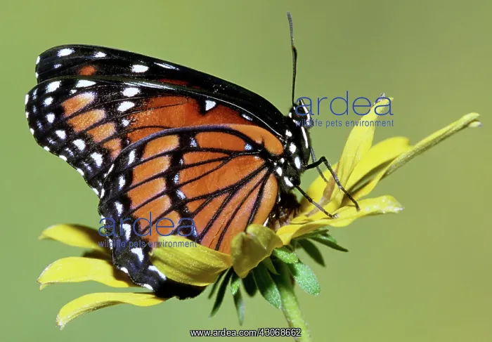 : Florida Viceroy : Florida Viceroy