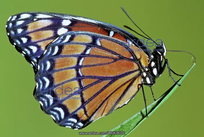 : Florida Viceroy : Florida Viceroy
