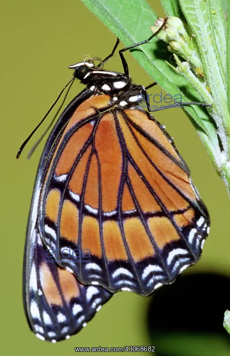: Florida Viceroy : Florida Viceroy