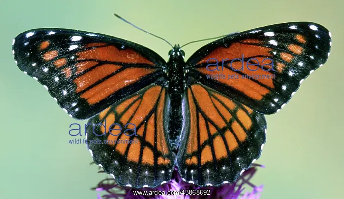 : Florida Viceroy : Florida Viceroy