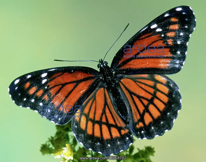 : Florida Viceroy : Florida Viceroy