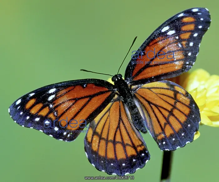 : Florida Viceroy : Florida Viceroy