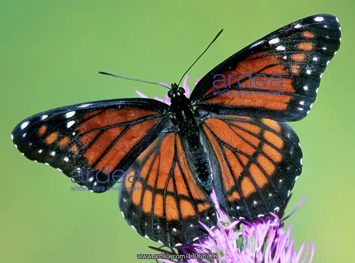 : Florida Viceroy : Florida Viceroy