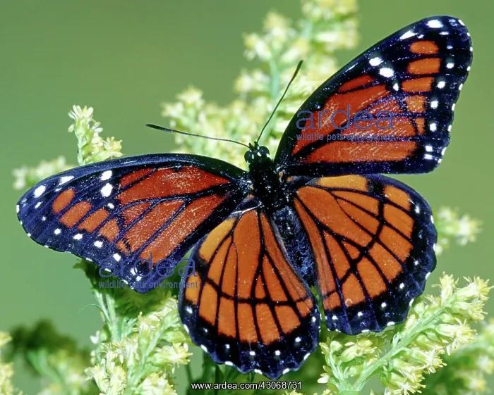 : Florida Viceroy : Florida Viceroy