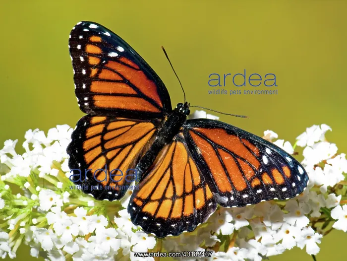: Florida Viceroy Butterfly : Florida Viceroy Butterfly