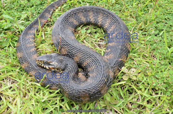 : Florida Water Snake : Florida Water Snake
