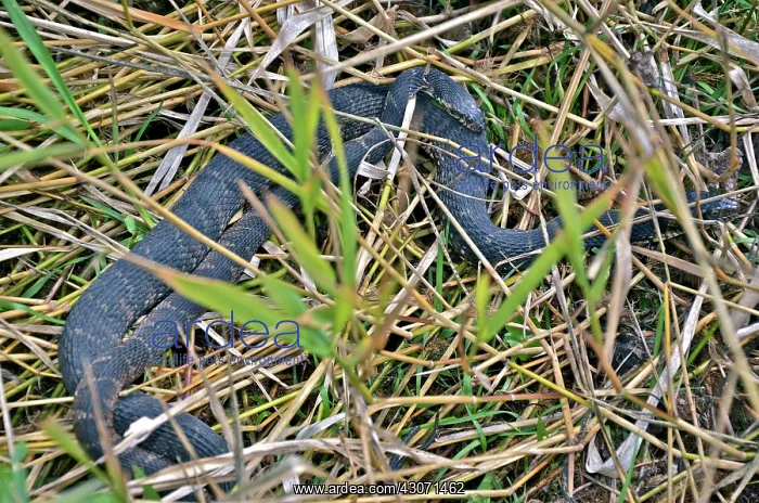 : Florida Water Snakes Mating : Florida Water Snakes Mating