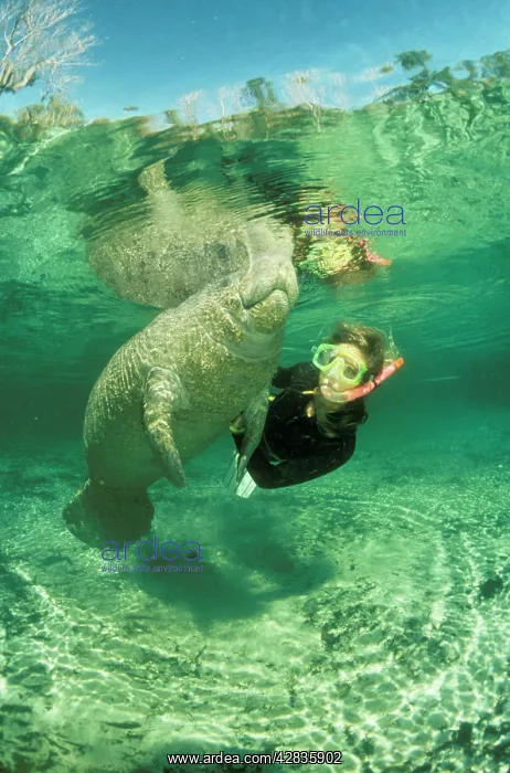 : Florida / West Indian MANATEE - with diver : Florida / West Indian MANATEE - with diver