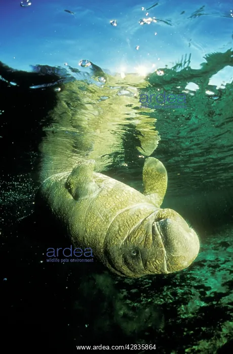  : Florida  /  West Indian MANATEE - swimming upside down