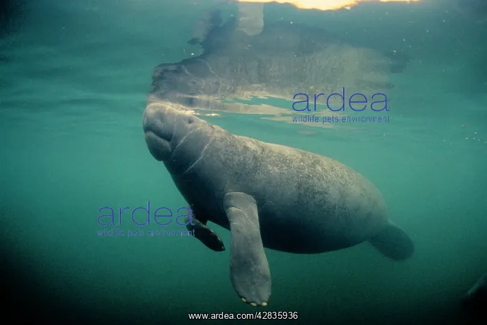 : Florida / West Indian MANATEE - toe nails visible : Florida / West Indian MANATEE - toe nails visible