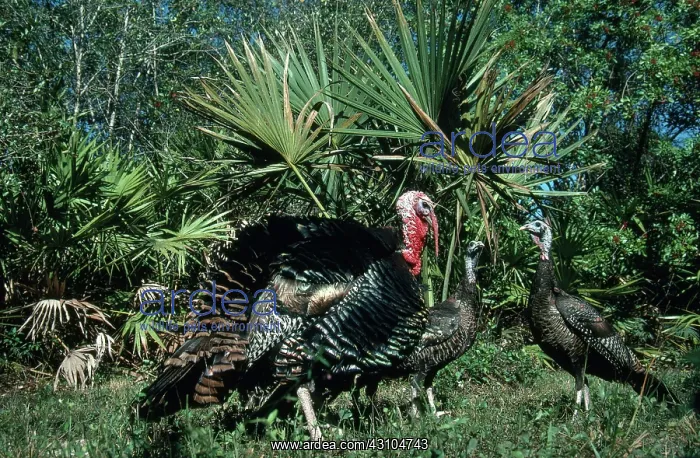 : Florida Wild Turkey tom and hens : Florida Wild Turkey tom and hens