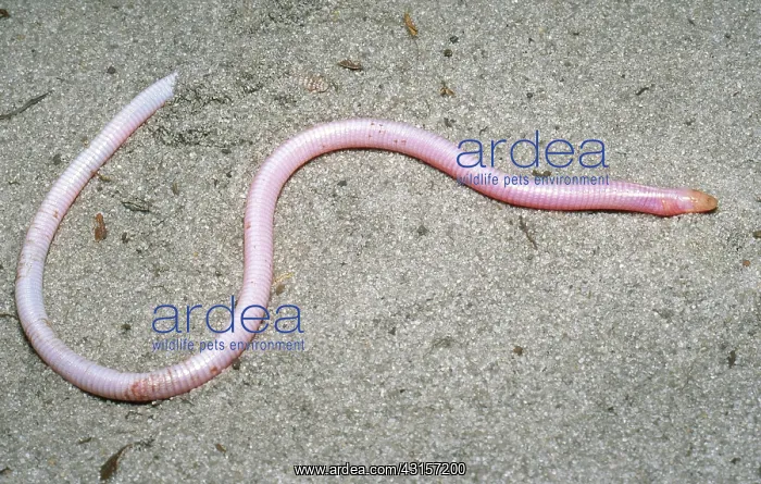  : Florida Worm Lizard