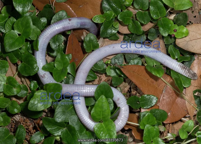: Florida Worm lizard burrowing, Rhineura Floridana : Florida Worm lizard burrowing, Rhineura Floridana