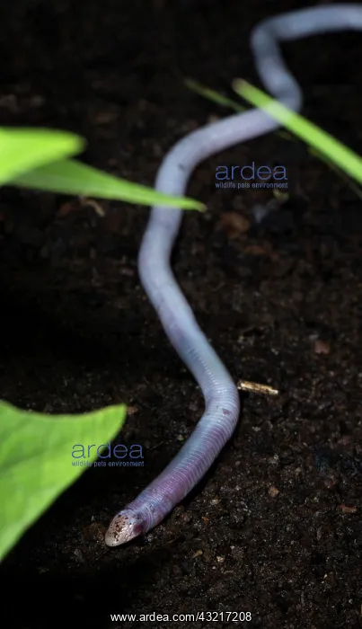 : Florida Worm lizard, Rhineura Floridana, wild, Central : Florida Worm lizard, Rhineura Floridana, wild, Central