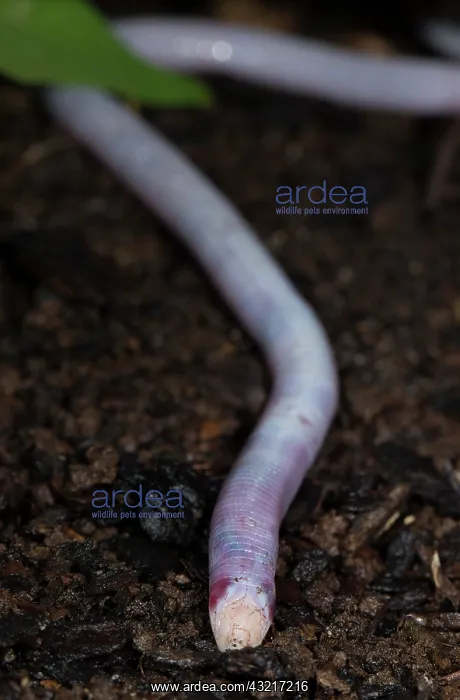 : Florida Worm lizard, Rhineura Floridana, wild, Central : Florida Worm lizard, Rhineura Floridana, wild, Central