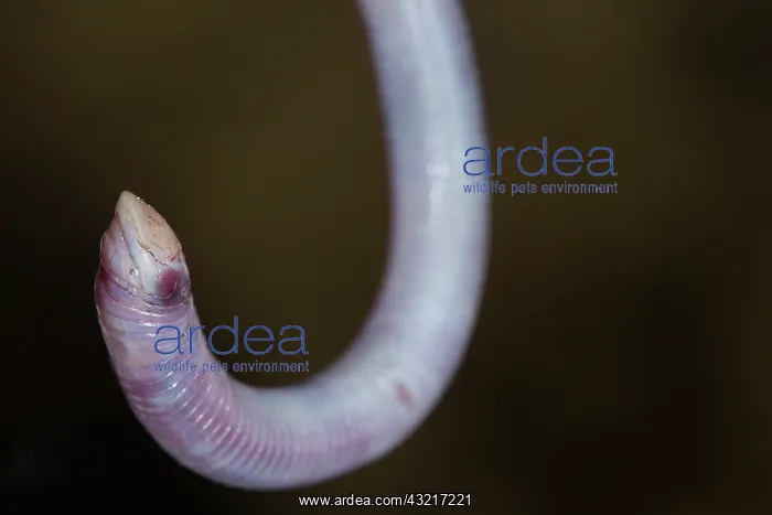 : Florida Worm lizard, Rhineura Floridana, wild, Central : Florida Worm lizard, Rhineura Floridana, wild, Central