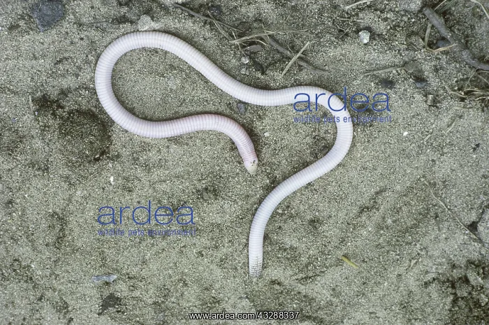 : Florida Worm Lizard (Rhineura floridana). Florida : Florida Worm Lizard (Rhineura floridana). Florida
