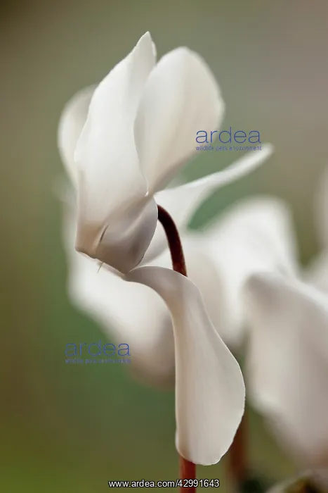 : Florist's cyclamen : Florist's cyclamen