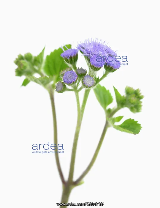 : Floss flower : Floss flower